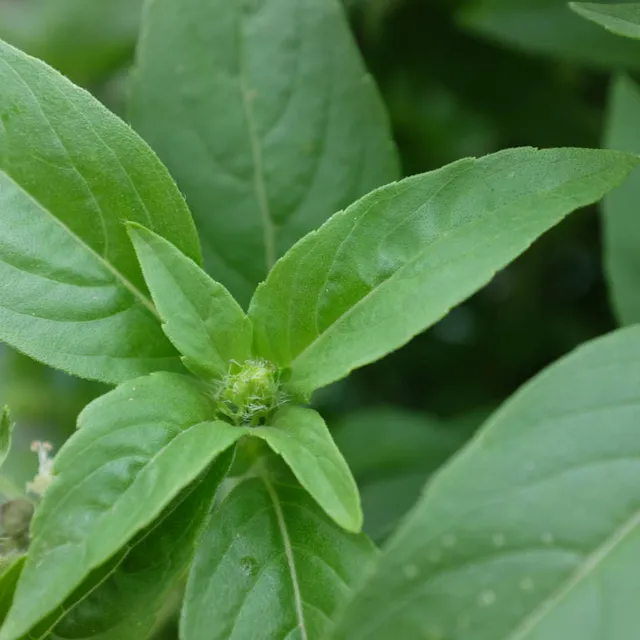 la-bo-te-graines-tulsi-graines-basilic-sacr-bio image 1