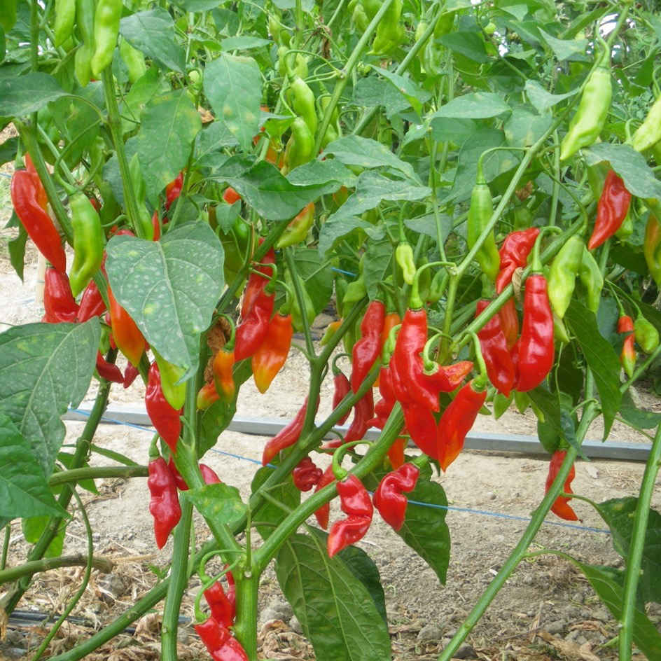 la-bo-te-graines-piment-v-g-tarien-graines-bio-doux image 6