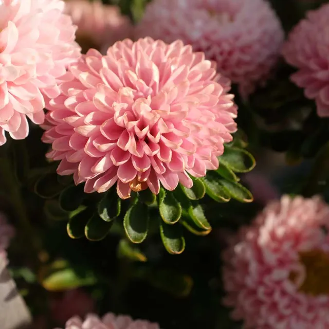 la-bo-te-graines-reine-marguerite-matsumoto-abricot-bio-graines-bouquet image 1