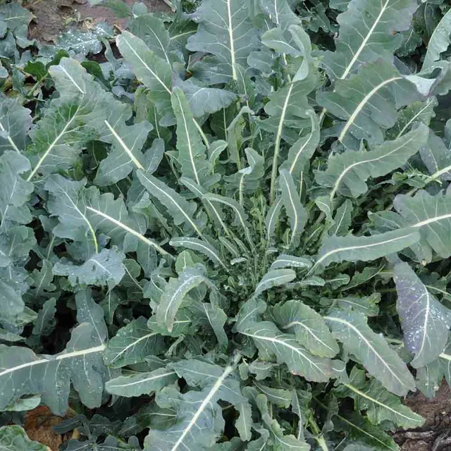 ferme-de-sainte-marthe-chou-brocoli-fiolaro-graines-ab-sachet-ancien image 1