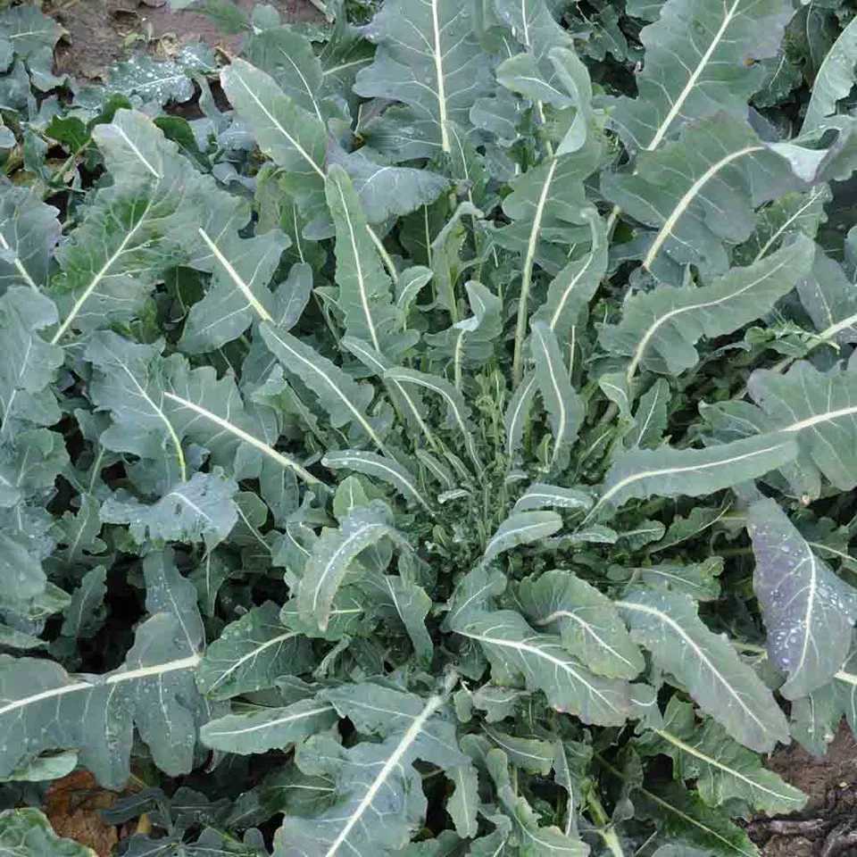 ferme-de-sainte-marthe-chou-brocoli-fiolaro-graines-ab-sachet-ancien image 1
