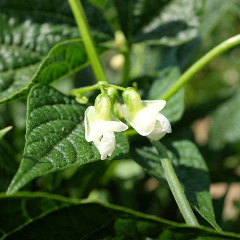 la-bo-te-graines-graines-l-gumes-haricot-flageolet-ortie-bio-nain image 4