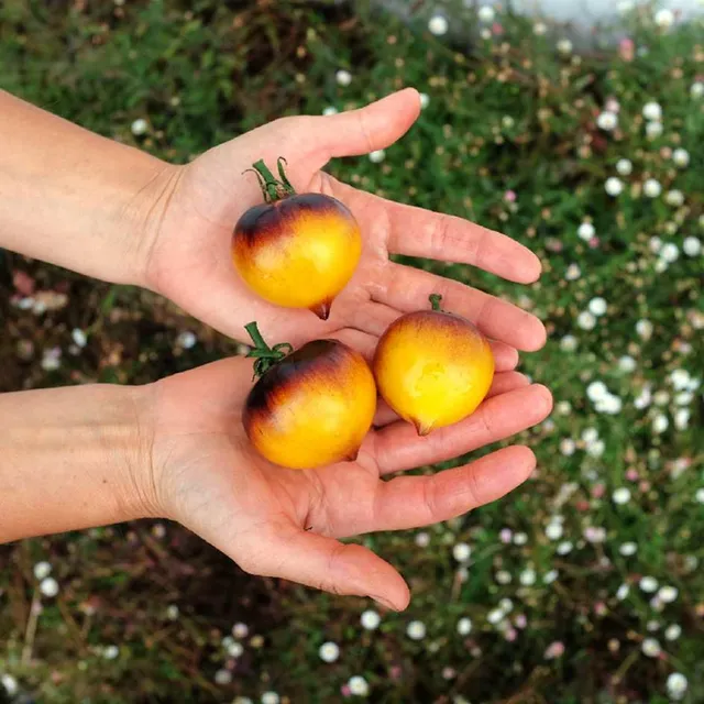 la-bo-te-graines-tomate-belle-de-coeur-bio-graines-potag-res image 1