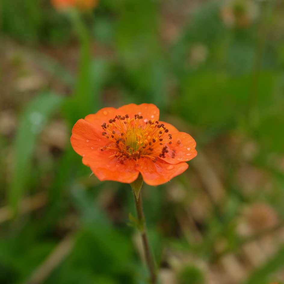 la-bo-te-graines-graines-fleurs-geum-coccineum-koi-sachet-bio-vivace image 3
