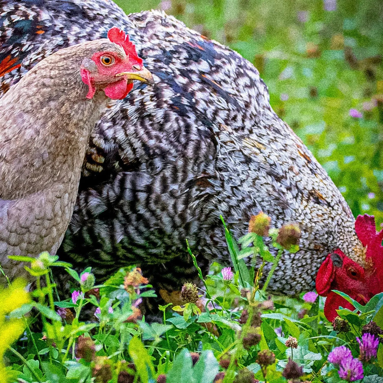 ferme-de-sainte-marthe-m-lange-prairie-pour-poules-ab-graines-fleurs-100g image 1