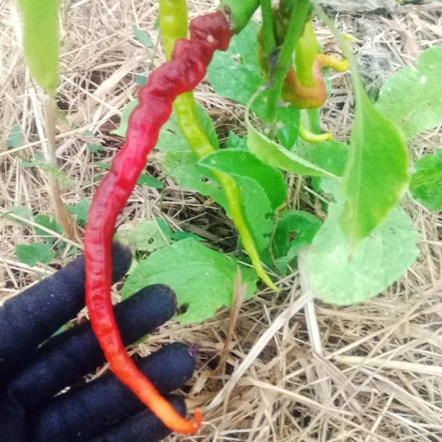 la-bo-te-graines-poivron-python-graines-bio-long-rouge image 1