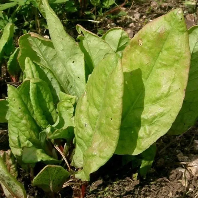 la-bo-te-graines-graines-l-gumes-oseille-commune-bio-graines image 1