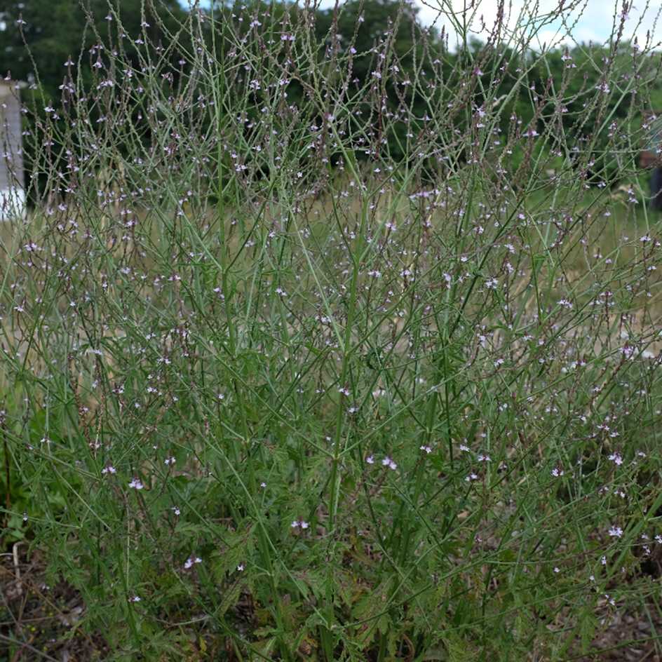 la-bo-te-graines-verveine-officinale-graines-bio image 5