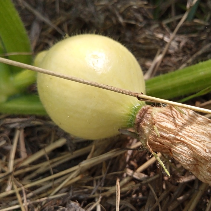 les-semences-de-l-ombelle-potimarron-red-kuri-graines-bio image 2