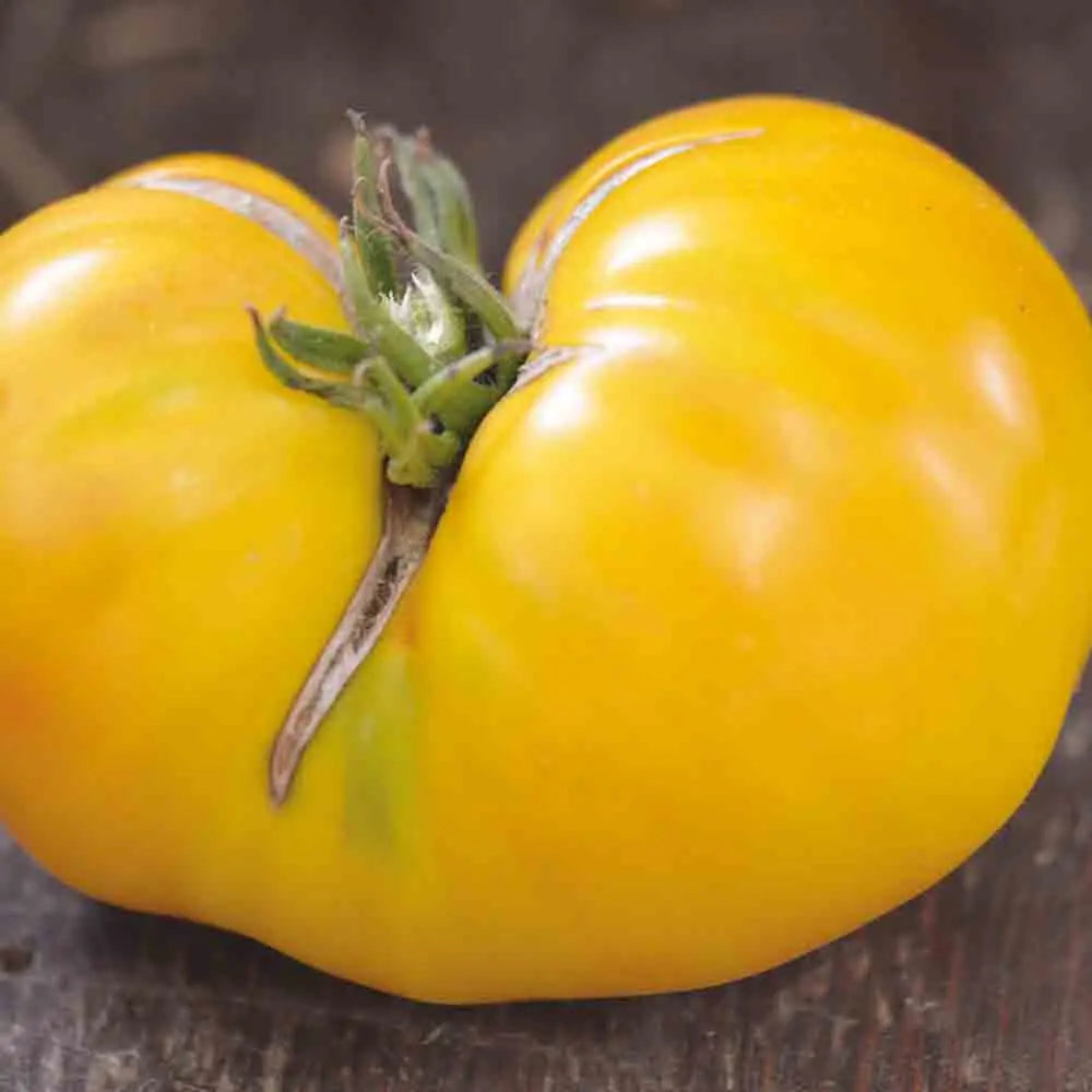 ferme-de-sainte-marthe-tomate-huge-lemon-oxheart-graines-bio-sachet image 1