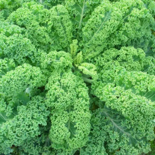 la-bo-te-graines-graines-l-gumes-chou-fris-vert-demi-nain-bio-hiver image 1