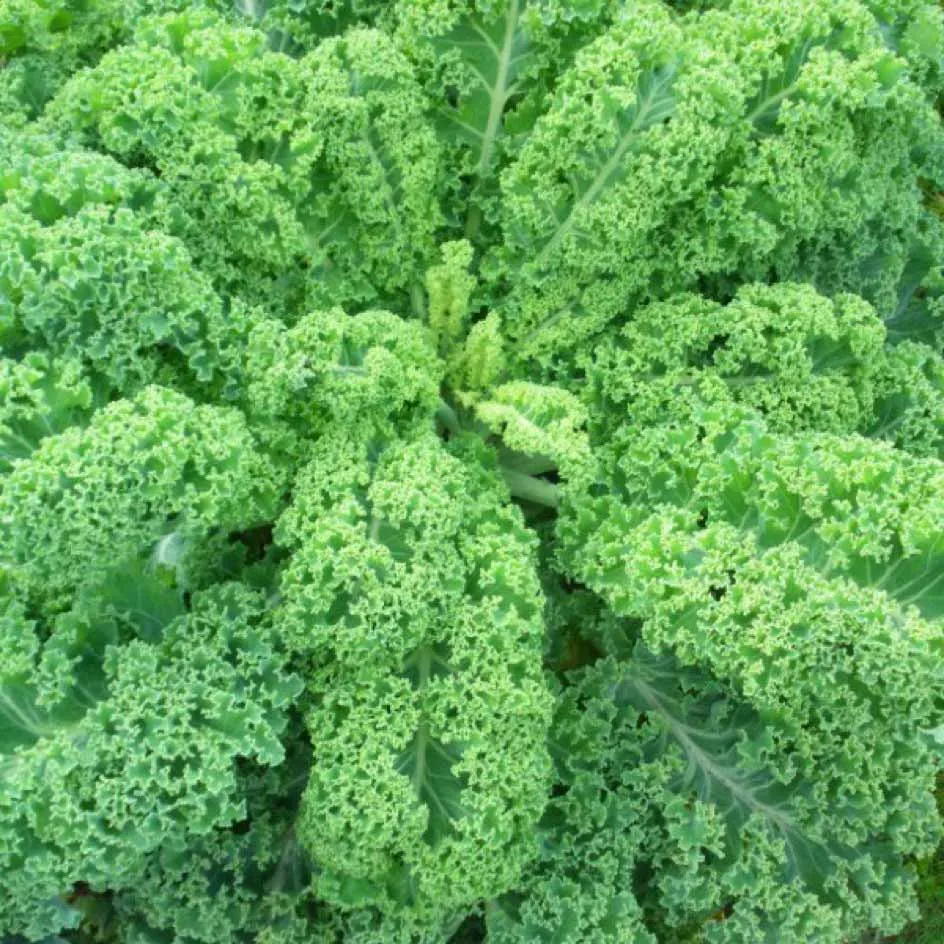 la-bo-te-graines-graines-l-gumes-chou-fris-vert-demi-nain-bio-hiver image 1