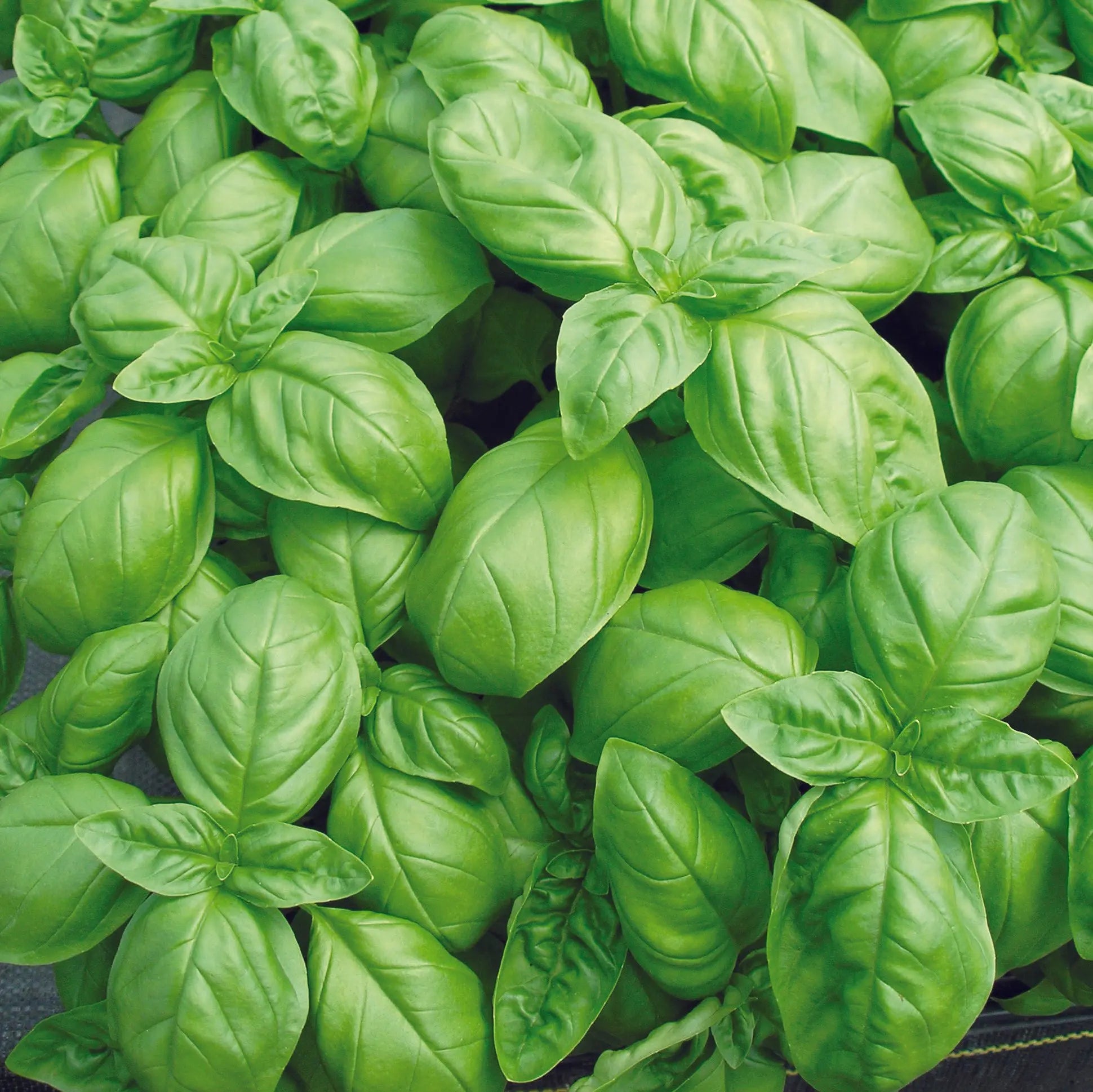 ferme-de-sainte-marthe-basilic-genovese-ab-graines-aromatiques-sachet-bio image 1