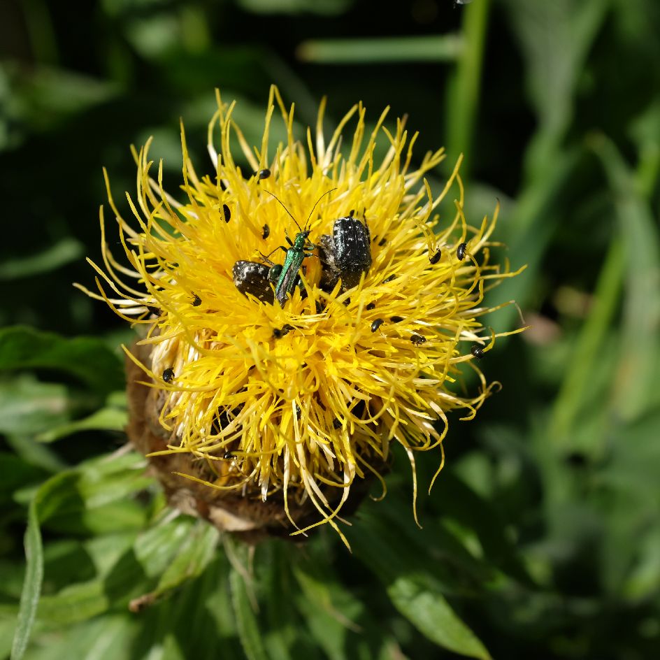 la-bo-te-graines-centaur-e-grosse-t-te-graines-fleurs-bio-mellif-re image 3