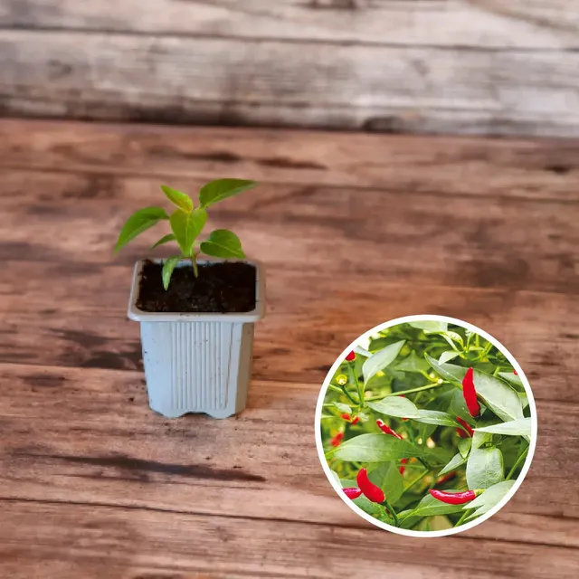 ferme-de-sainte-marthe-piment-sucette-de-provence-plant-bio image 1