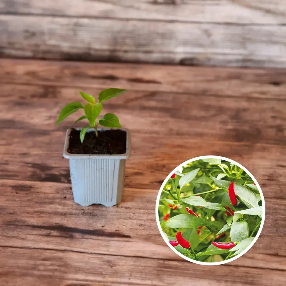 ferme-de-sainte-marthe-piment-sucette-de-provence-plant-bio image 1