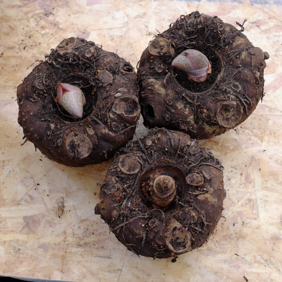 la-bo-te-graines-amorphophallus-konjac-bio-graines-fleur-vivace image 3