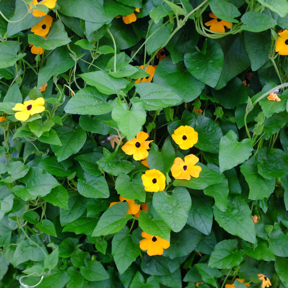 la-bo-te-graines-suzanne-aux-yeux-noirs-graines-fleurs-orange-bio image 1
