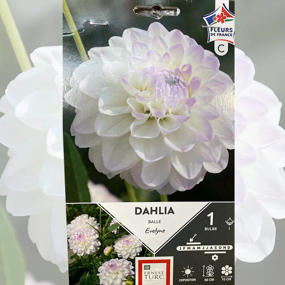 ferme-de-sainte-marthe-dahlia-balle-evelyne-bulbe-bio-blanc-ivoire image 1