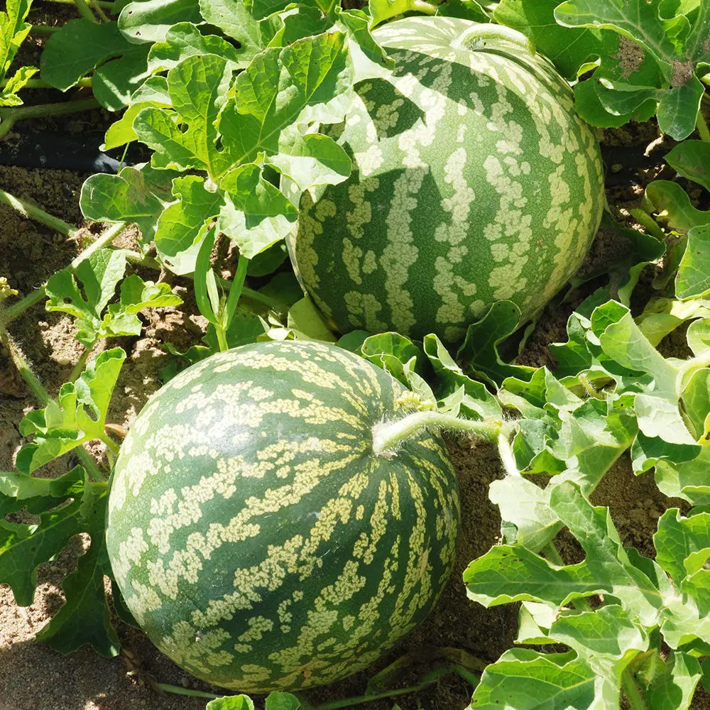 ferme-de-sainte-marthe-past-que-confire-plant-bio-chair-verte image 2