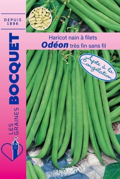 graines-bocquet-od-on-haricot-nain-graines-70g-tr-s-fin image 1
