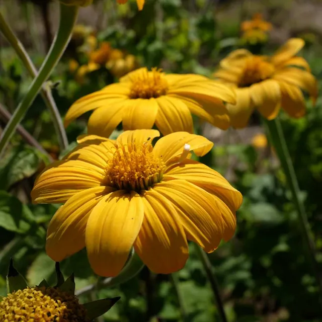 la-bo-te-graines-tithonia-yellow-torch-bio-graines-fleurs image 1