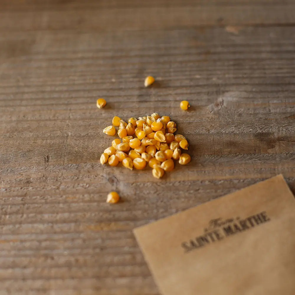 ferme-de-sainte-marthe-ma-s-tom-pouce-graines-bio-pop-corn-nain image 2