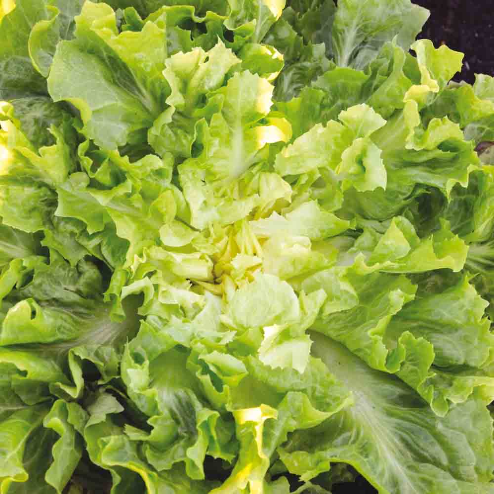 ferme-de-sainte-marthe-graines-chicor-e-scarole-blonde-bio image 1