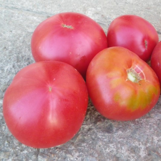 la-bo-te-graines-gregory-alta-graines-tomate-bio-mi-saison image 1