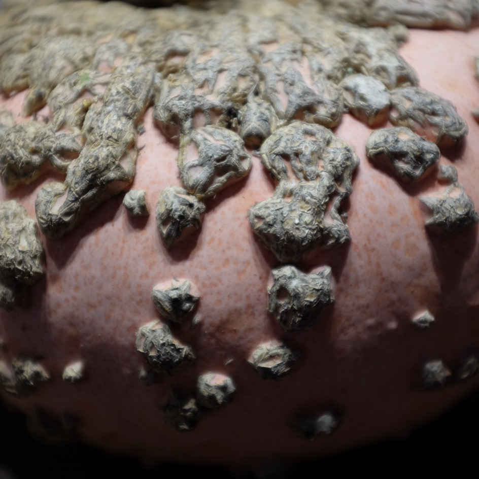 la-bo-te-graines-graines-l-gumes-potiron-galeux-d-eysines-bio image 3