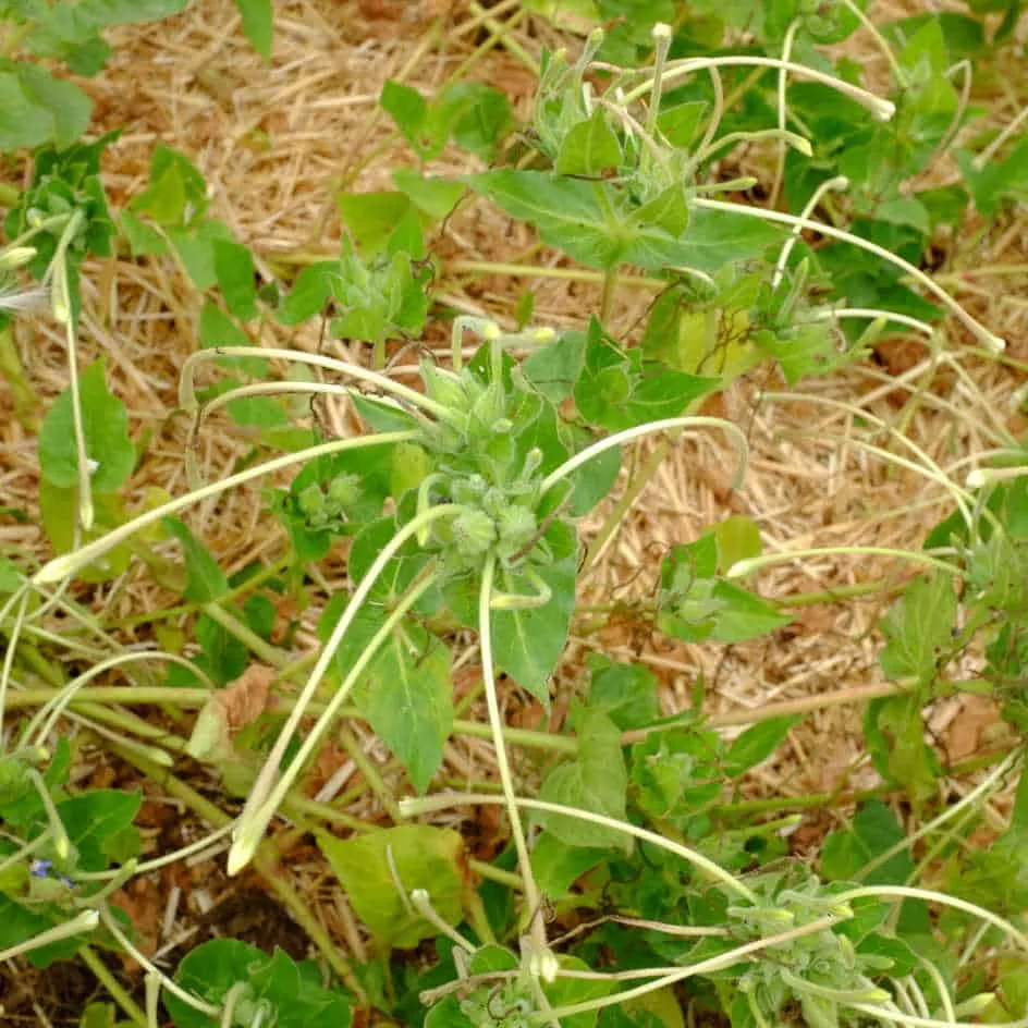 la-bo-te-graines-mirabilis-longiflora-graines-fleurs-bio-parfum-e image 1