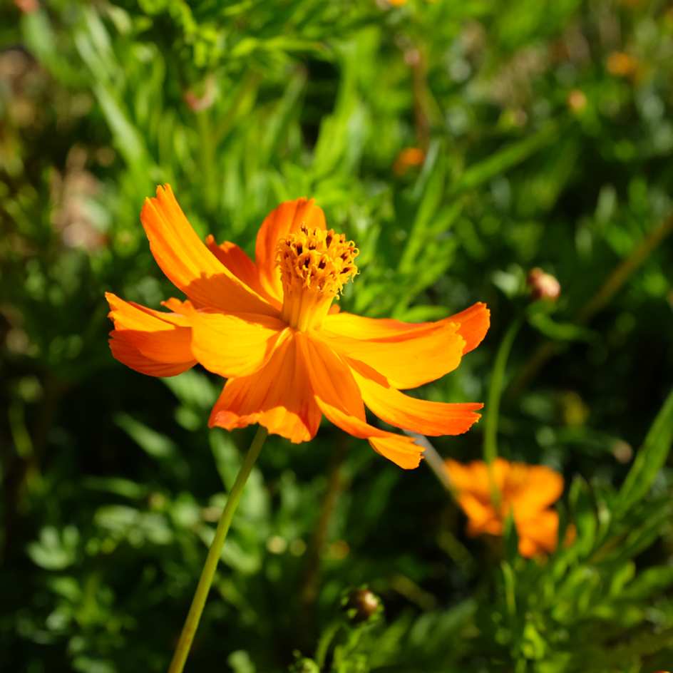 la-bo-te-graines-cosmos-sulphureux-graines-fleurs-bio-orange image 5