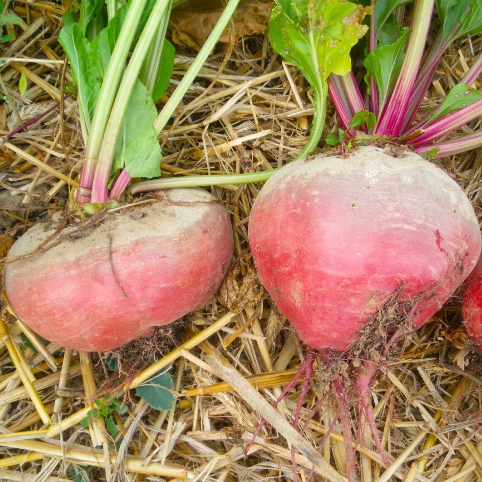 la-bo-te-graines-chioggia-graines-betterave-bio-sucr-e image 2