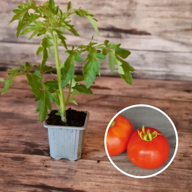 ferme-de-sainte-marthe-tomate-marmande-ab-plant-bio-potager image 1