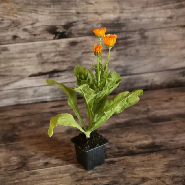 ferme-de-sainte-marthe-souci-pink-surprise-plant-bio-comestible image 1