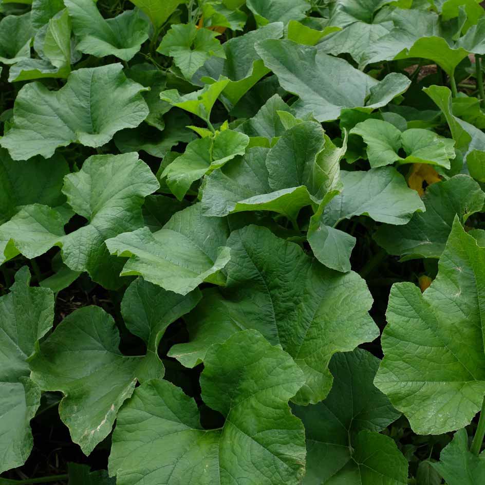 la-bo-te-graines-courge-jack-be-little-graines-bio-orange image 2