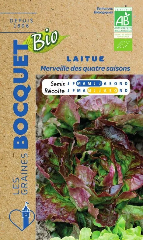 graines-bocquet-bio-laitue-merveille-des-4-saisons-graines-3g-bio image 1