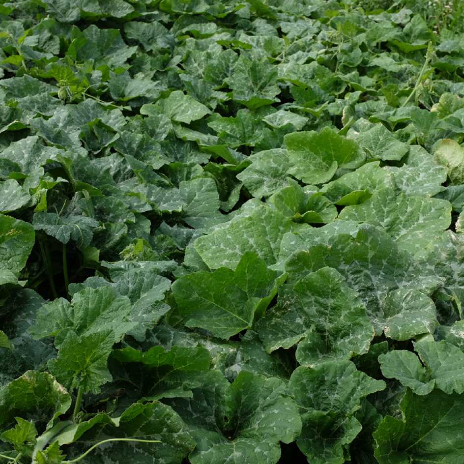 la-bo-te-graines-bambina-gigante-graines-courge-bio-g-ante image 4