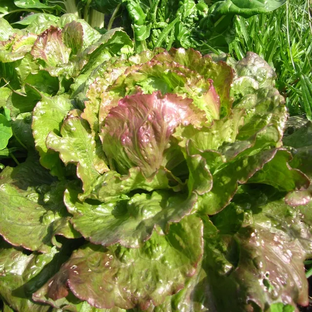 les-semences-de-l-ombelle-laitue-batavia-merveille-de-verano-bio-graines image 1
