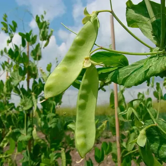 ferme-de-sainte-marthe-pois-frieda-welten-mangetout-bio-sachet image 1