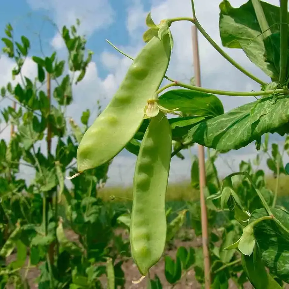 ferme-de-sainte-marthe-pois-frieda-welten-mangetout-bio-sachet image 1