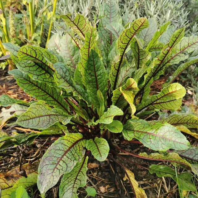 les-semences-de-l-ombelle-oseille-sanguine-graines-bio-vivace image 1