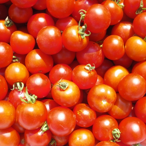 la-bo-te-graines-tomate-d-lice-du-jardinier-graines-bio-cerise image 1