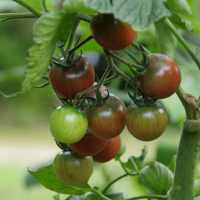 les-semences-de-l-ombelle-tomate-black-cherry-bio-graines-cerise image 1