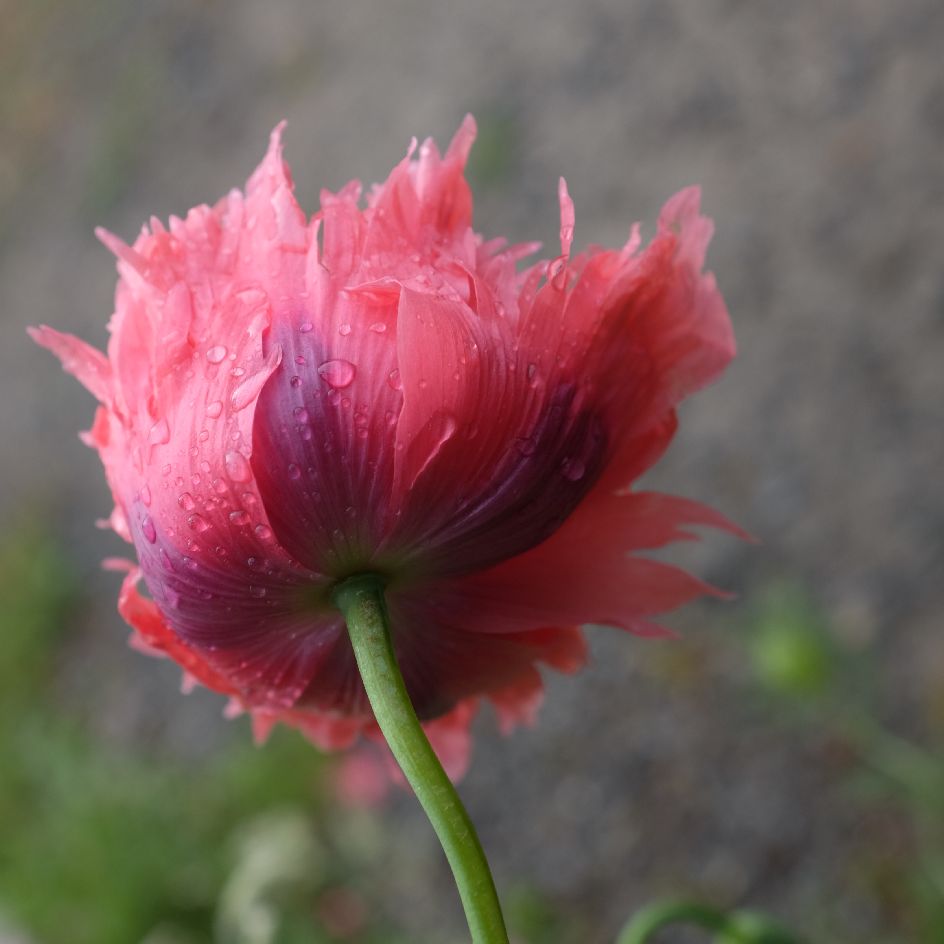 la-bo-te-graines-pavot-double-rose-bio-graines-fleurs image 3
