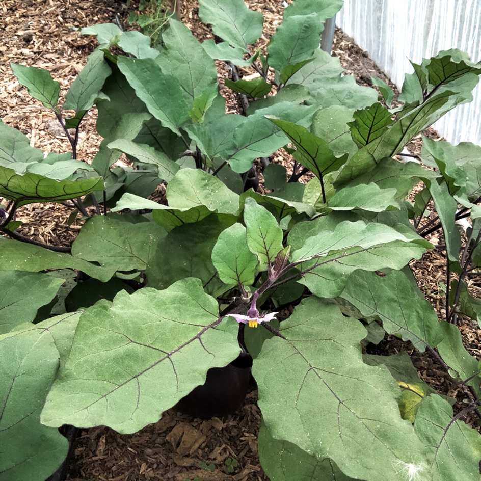 la-bo-te-graines-aubergine-kono-bio-graines-mini-violette-pot image 2