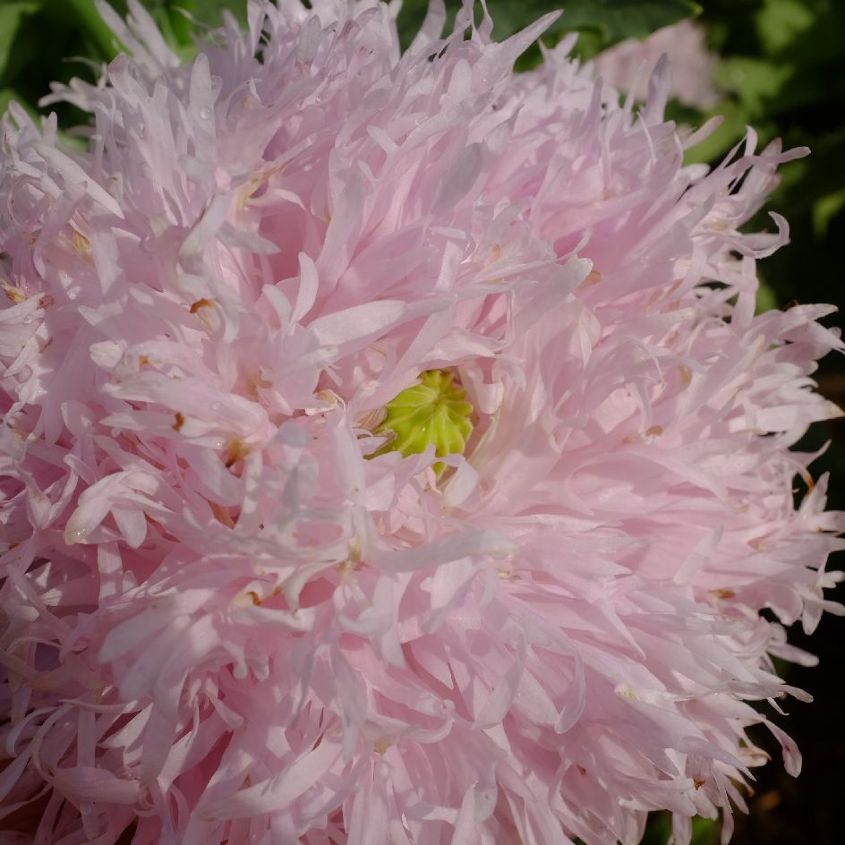 la-bo-te-graines-pavot-lilac-pompom-graines-fleurs-bio-doubles image 1