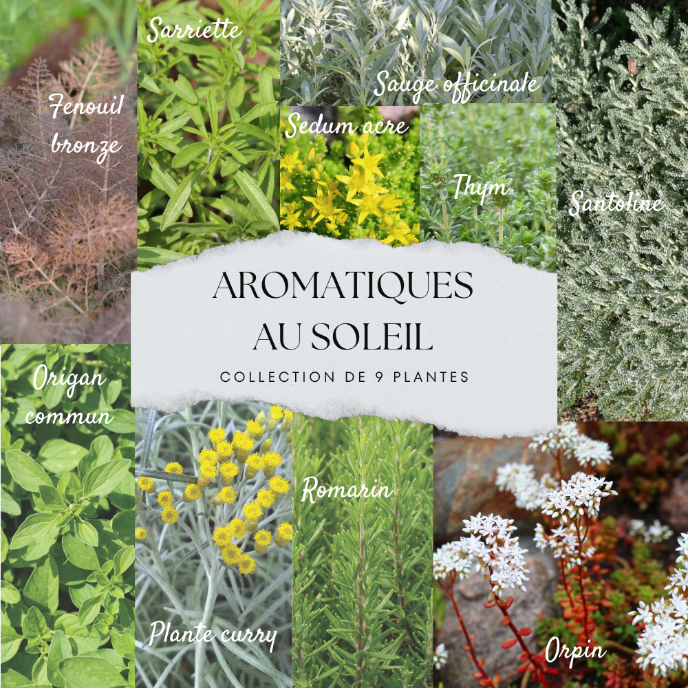 ferme-de-sainte-marthe-collection-9-plants-aromatiques-soleil-lot image 1