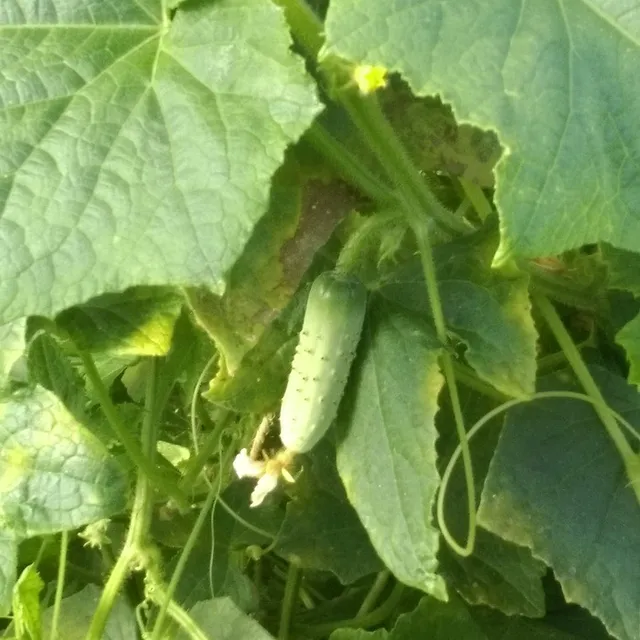 les-semences-de-l-ombelle-cornichon-fin-de-meaux-graines-bio image 1