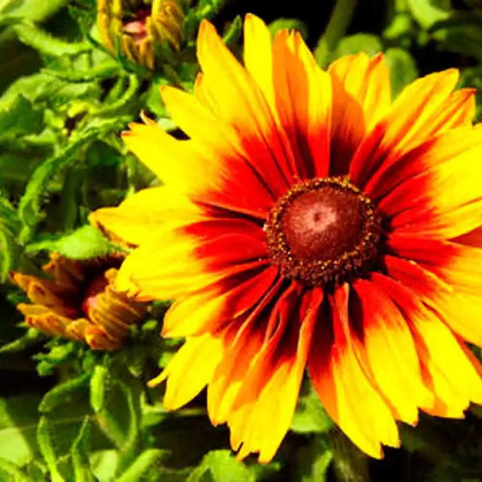 ferme-de-sainte-marthe-rudbeckia-gloriosa-daisy-graines-jaune image 1